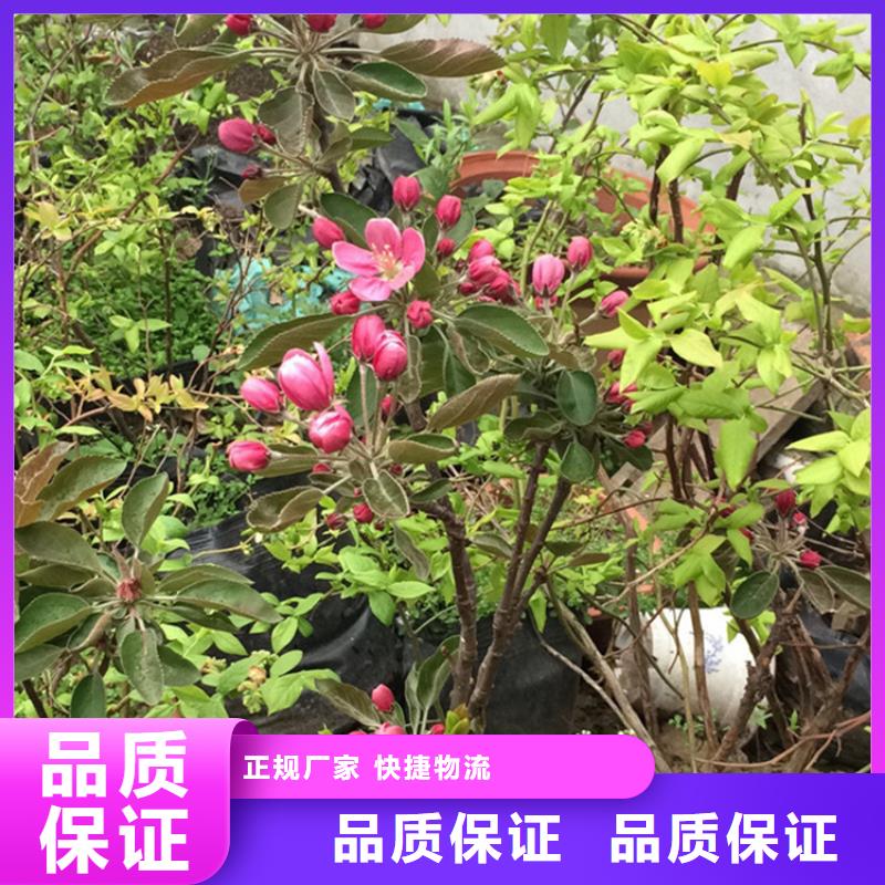 苹果-花椒苗价格有优势使用方法