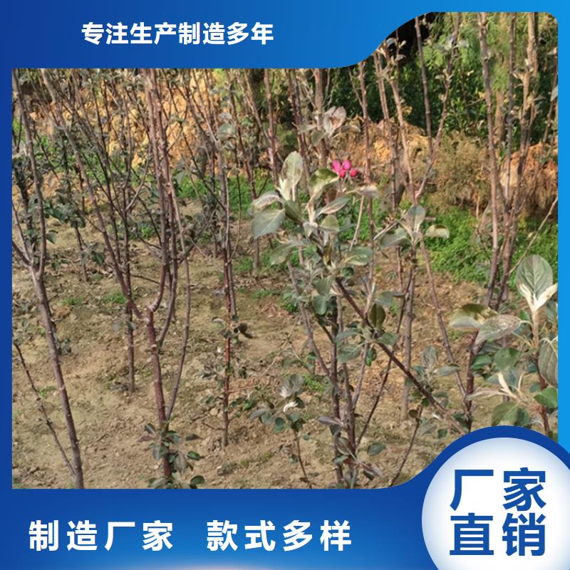 【苹果】_苹果苗厂家直销供货稳定厂家售后完善