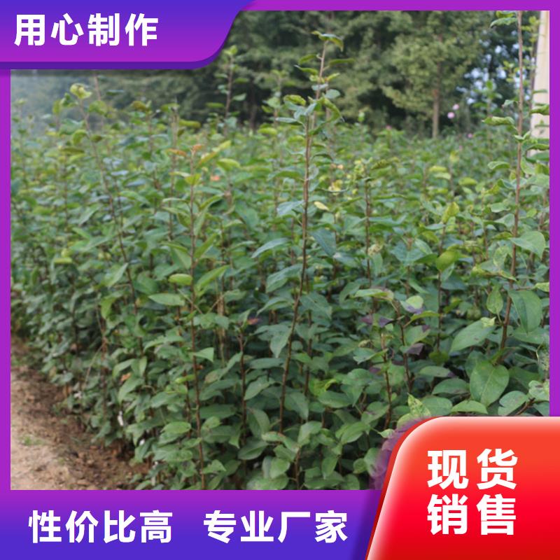 苹果,苹果苗工厂认证规格型号全