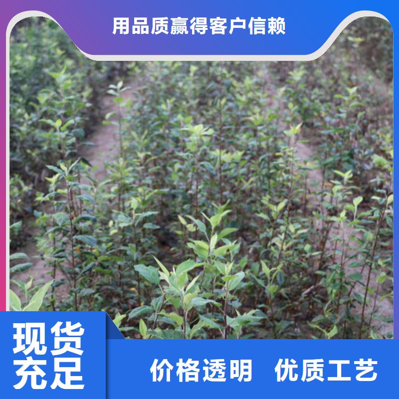 【苹果板栗苗精心推荐】联系厂家