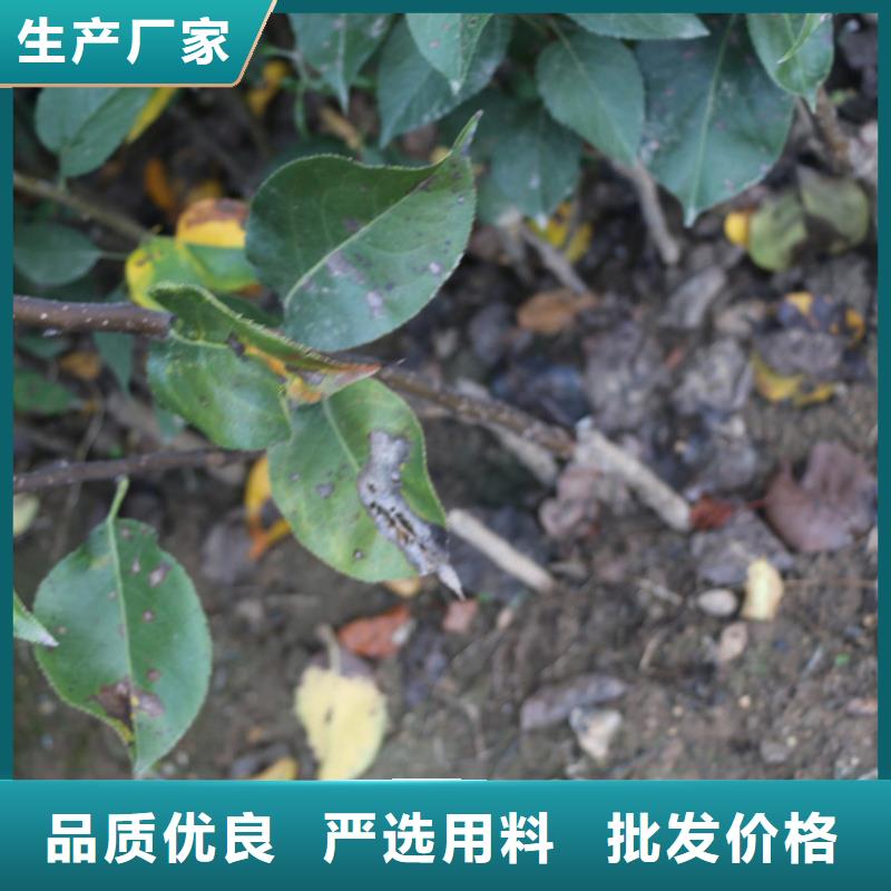 苹果,【樱桃苗】0中间商差价本地供应商