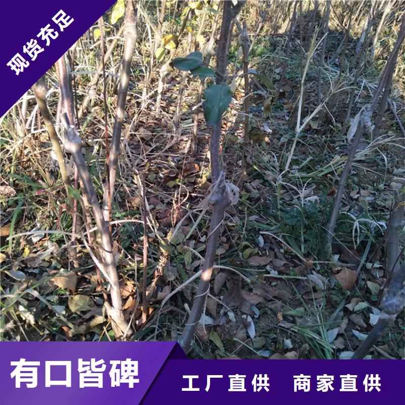 苹果石榴树老客户钟爱让客户买的放心