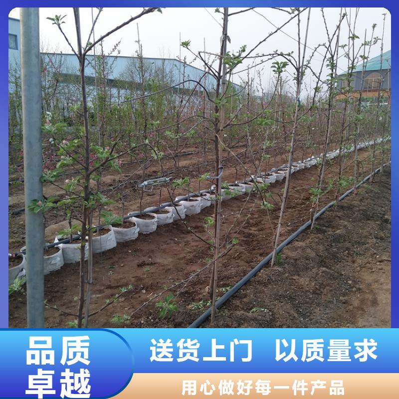 苹果-桃树苗大厂家实力看得见全新升级品质保障