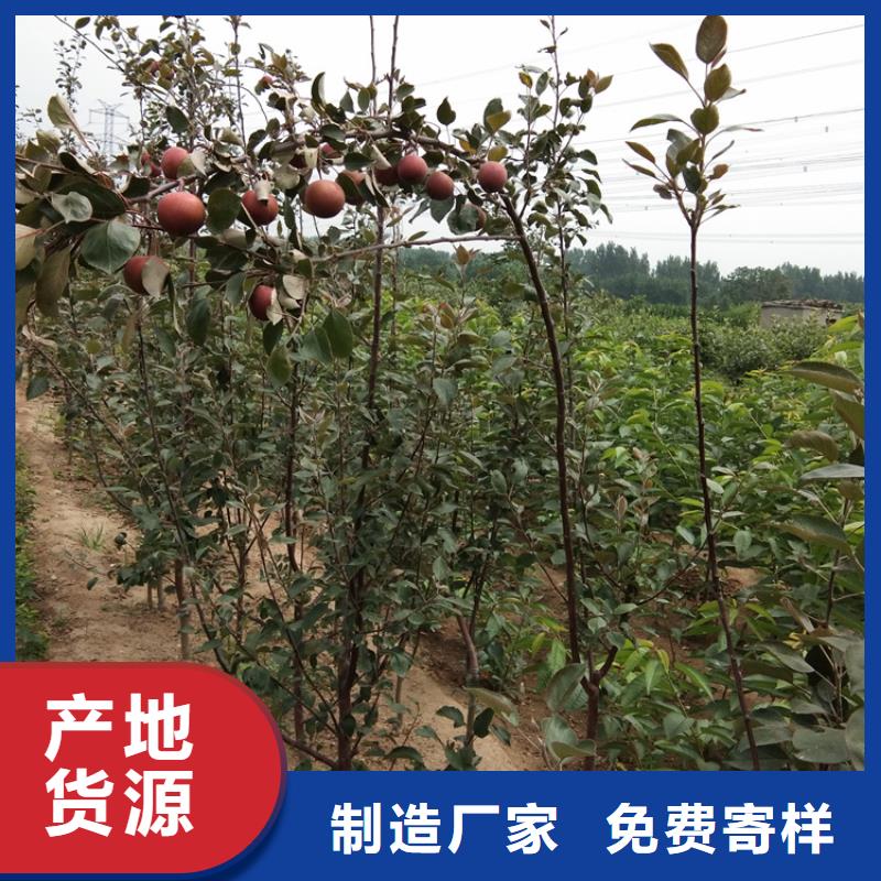 【苹果_板栗苗库存量大】精心推荐