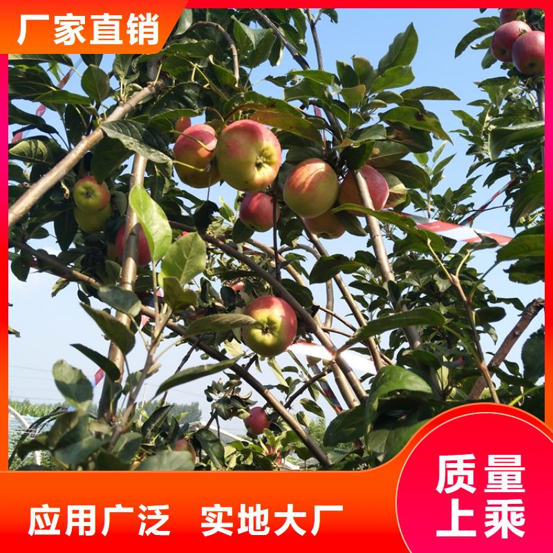 苹果樱桃苗标准工艺当地生产商