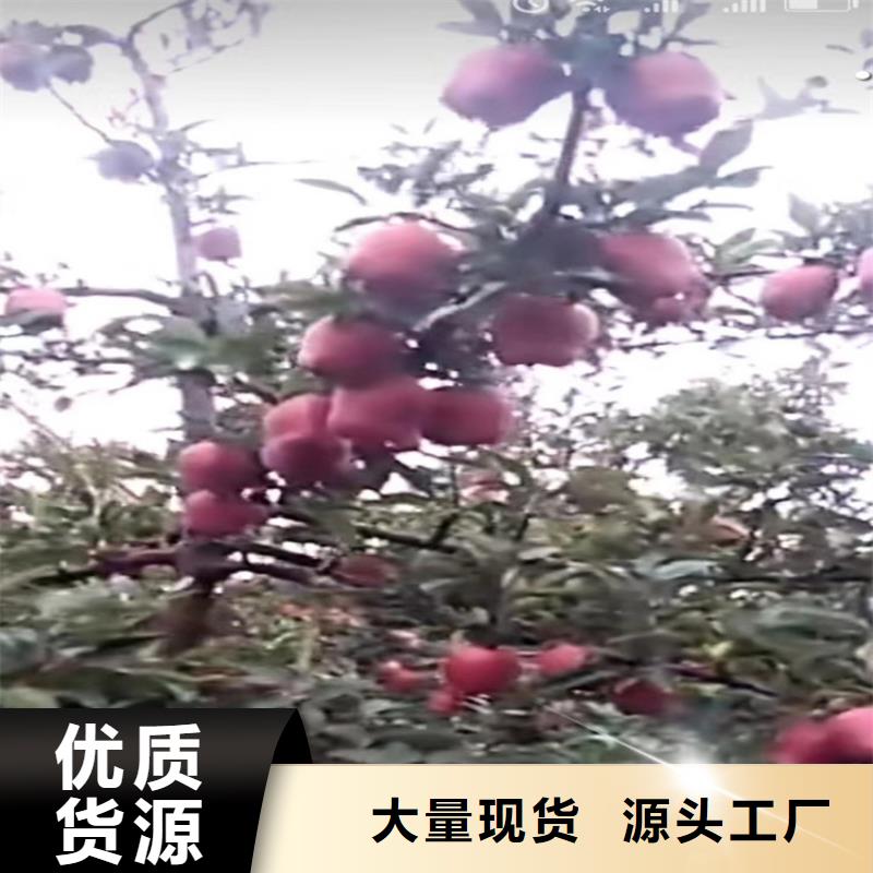 苹果无花果苗厂家十分靠谱真正的源头厂家