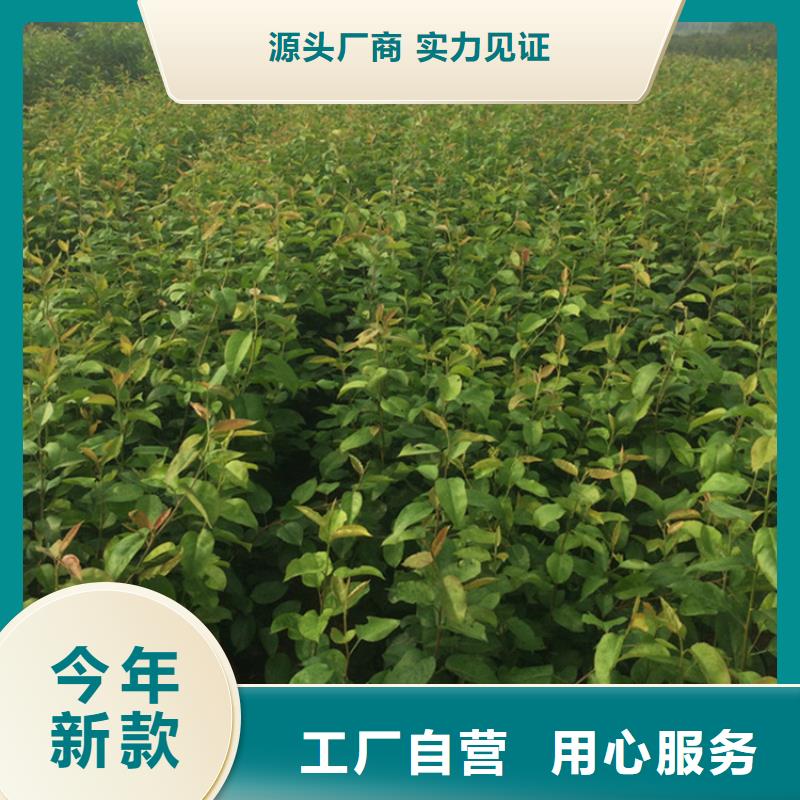 梨树苹果苗定制定做同城经销商