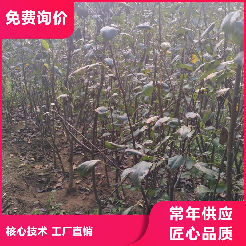 【梨树】梨树苗定制不额外收费设备齐全支持定制