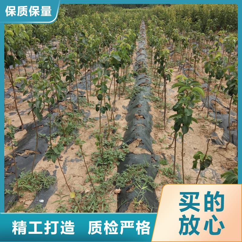 梨树无花果苗用好材做好产品本地供应商