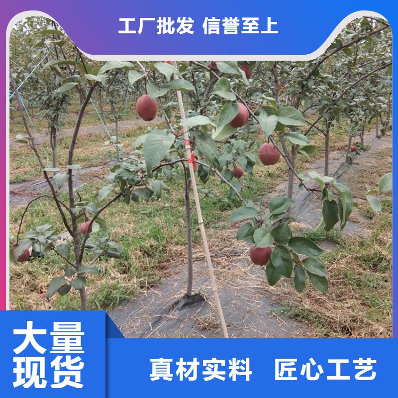 梨树樱桃苗质量不佳尽管来找我信誉有保证