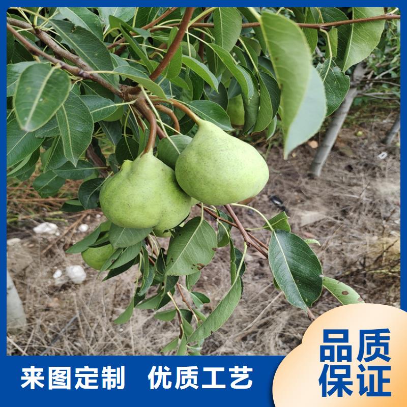 梨树,无花果苗源头厂家附近经销商