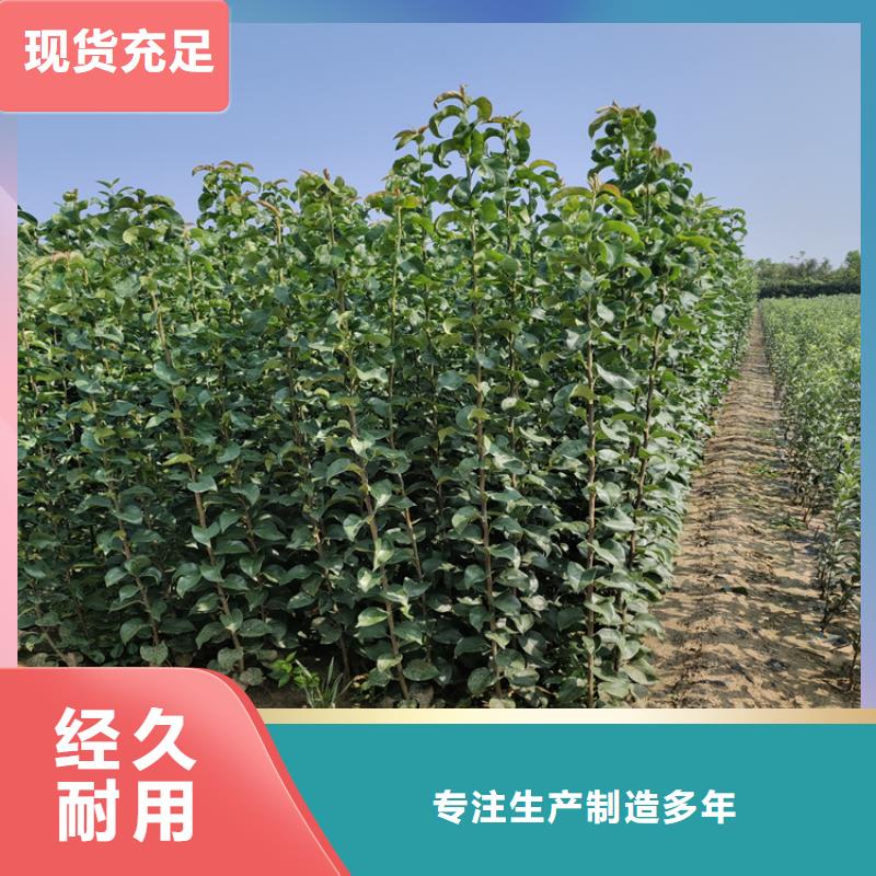 梨树桃树苗源头厂家量大价优诚信经营质量保证