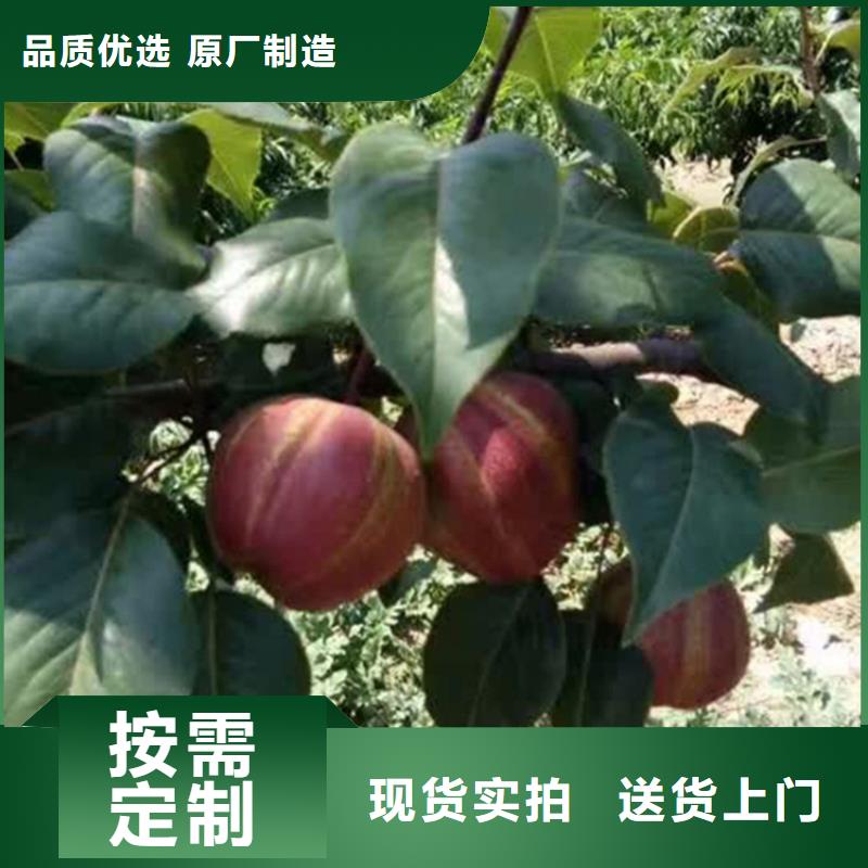 梨树【奶油草莓】现货交易出厂严格质检