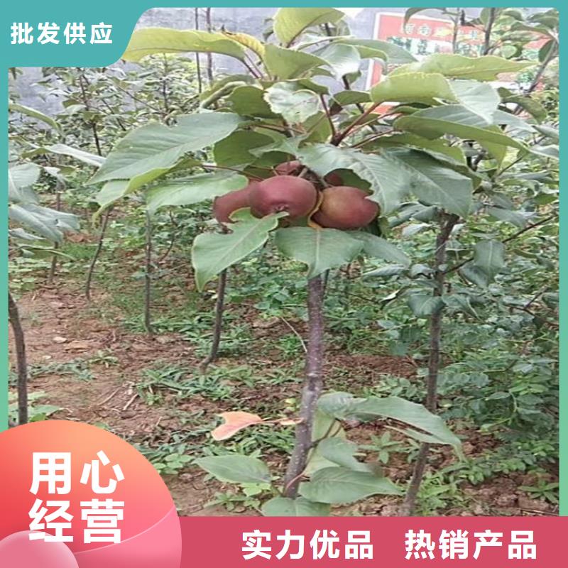 梨树苹果苗用心制造大库存无缺货危机