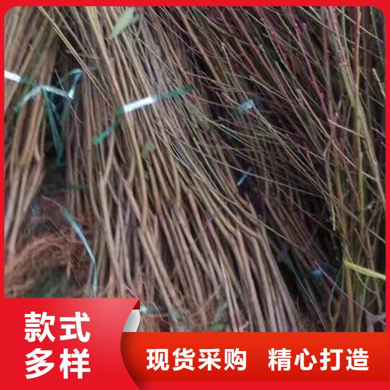 桃_苹果苗质量检测当地生产商