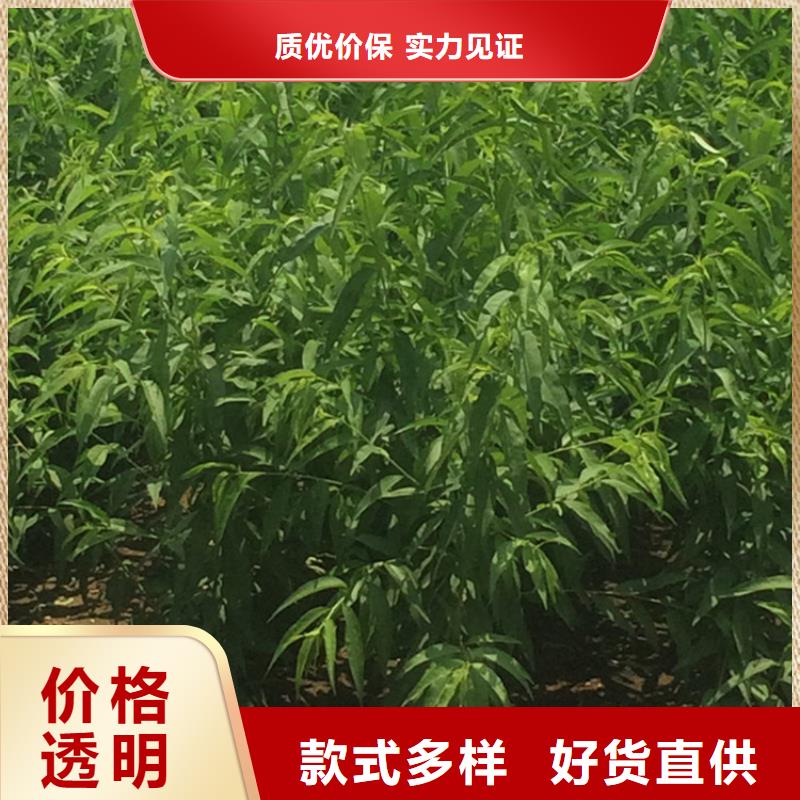 桃_【葡萄苗】自有厂家严格把关质量放心