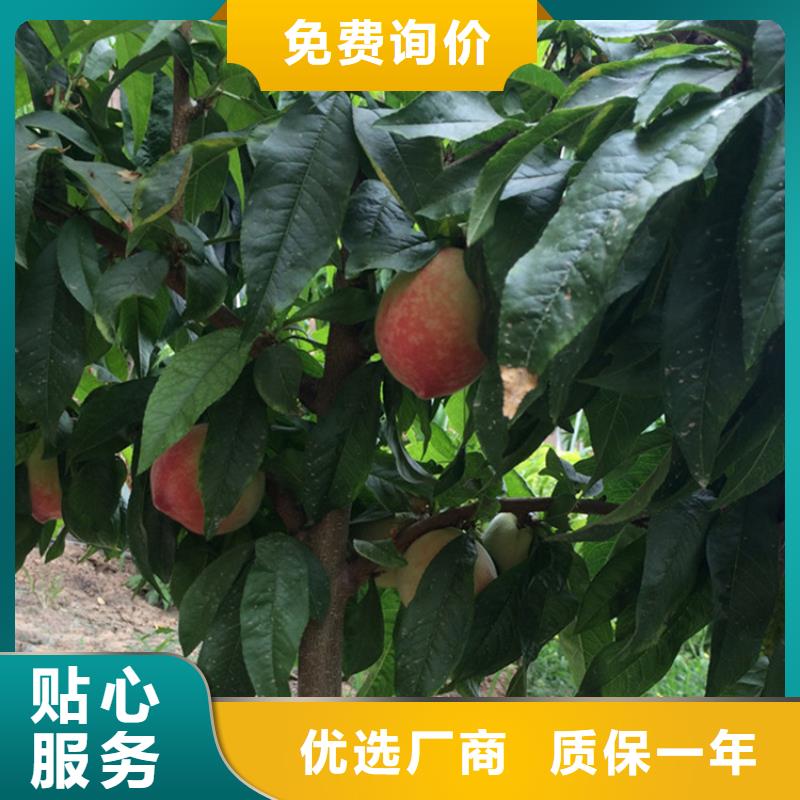 桃【苹果苗】定制不额外收费应用范围广泛