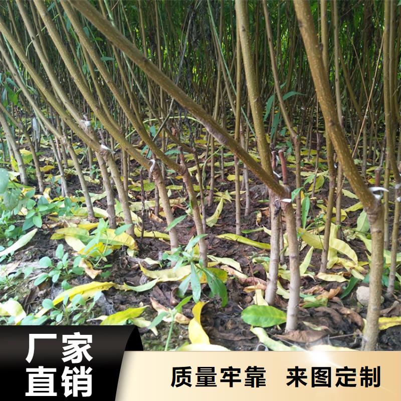 桃-葡萄苗精心推荐厂家直销供货稳定