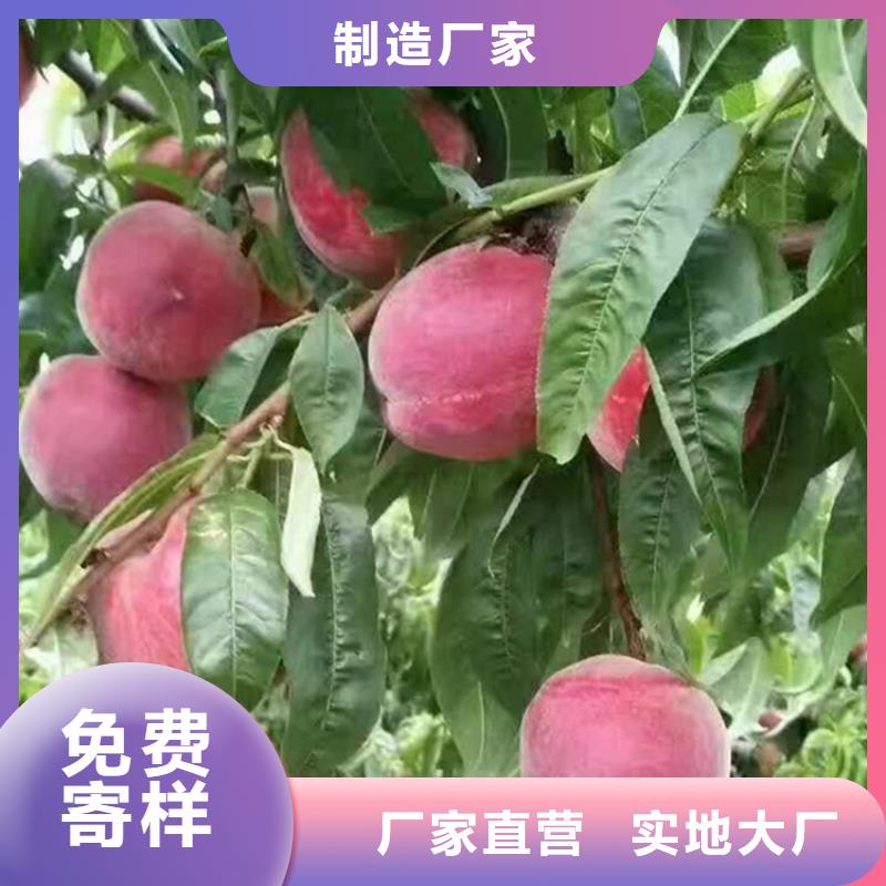 桃苹果苗严格把控质量附近品牌