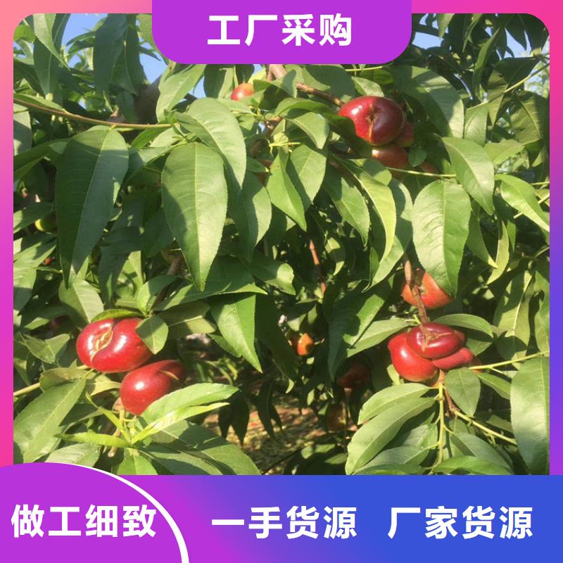 【桃无花果苗源厂定制】敢与同行比价格