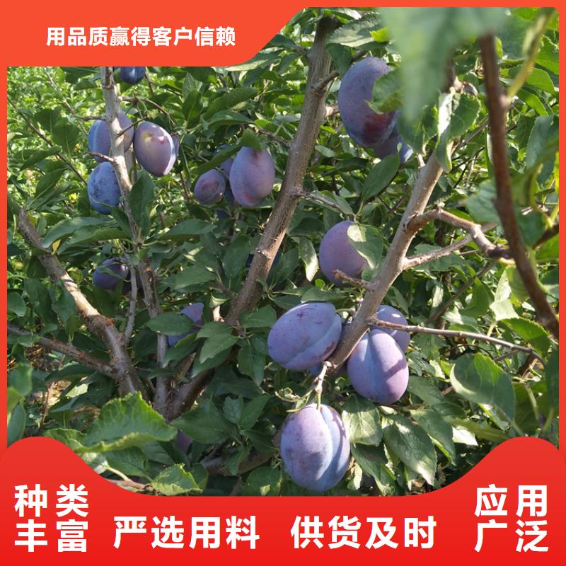 李子无花果苗做工细致量大更优惠