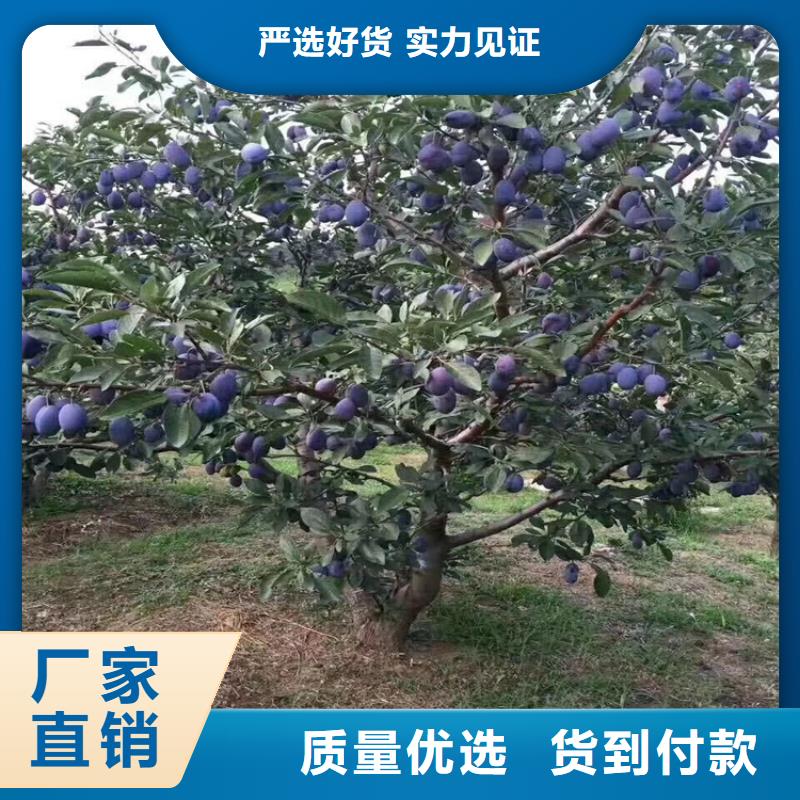 李子奶油草莓好货直供细节决定成败