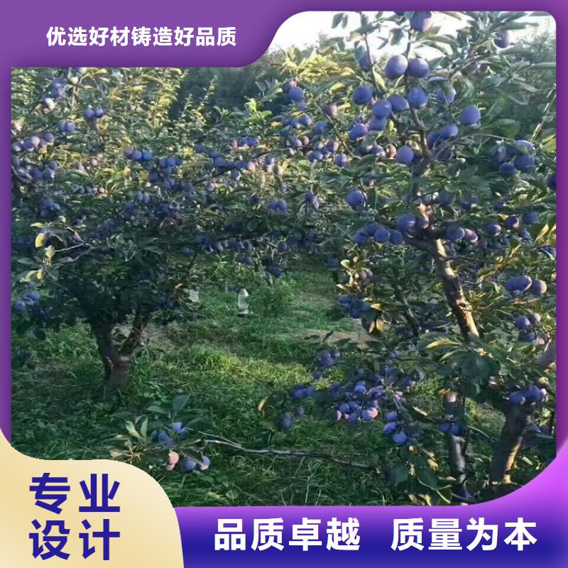 【李子】无花果苗工艺层层把关做工精细