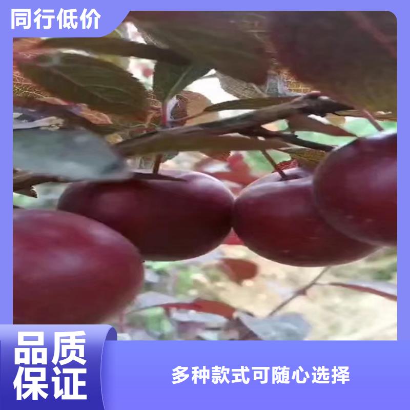 李子红颜草莓真正的源头厂家同城品牌