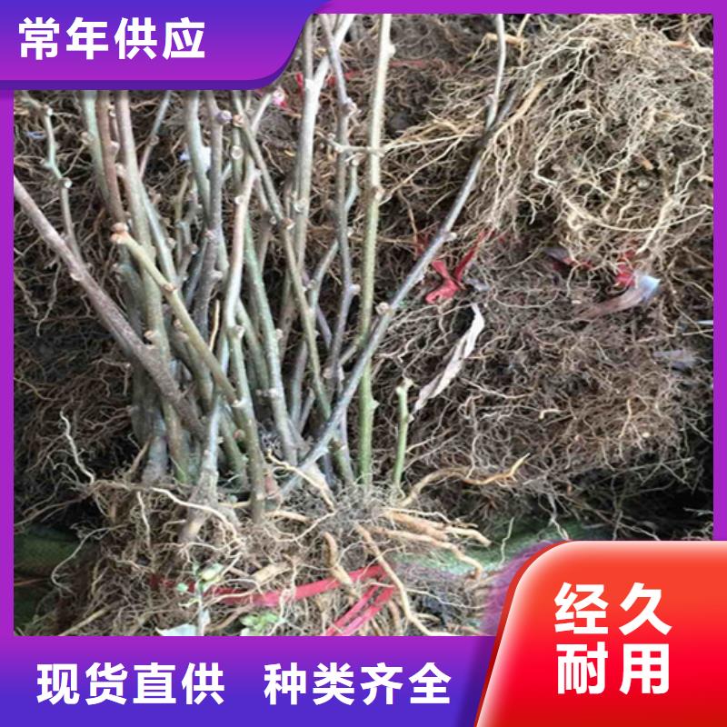 猕猴桃无花果苗厂家售后完善畅销当地