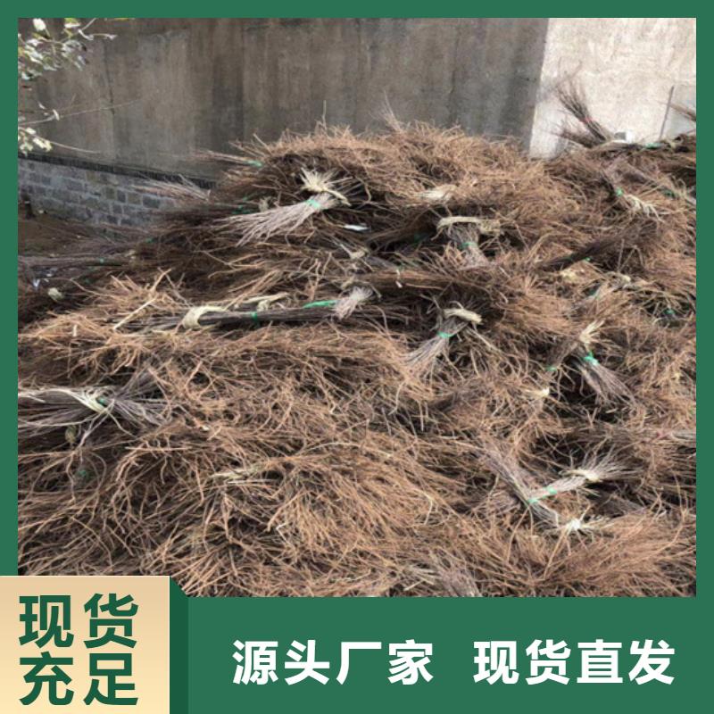 猕猴桃苹果苗高标准高品质本地品牌