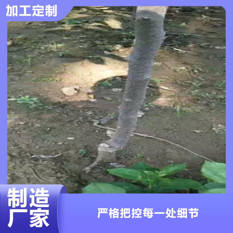 柿子-蓝莓苗厂家供应附近生产厂家