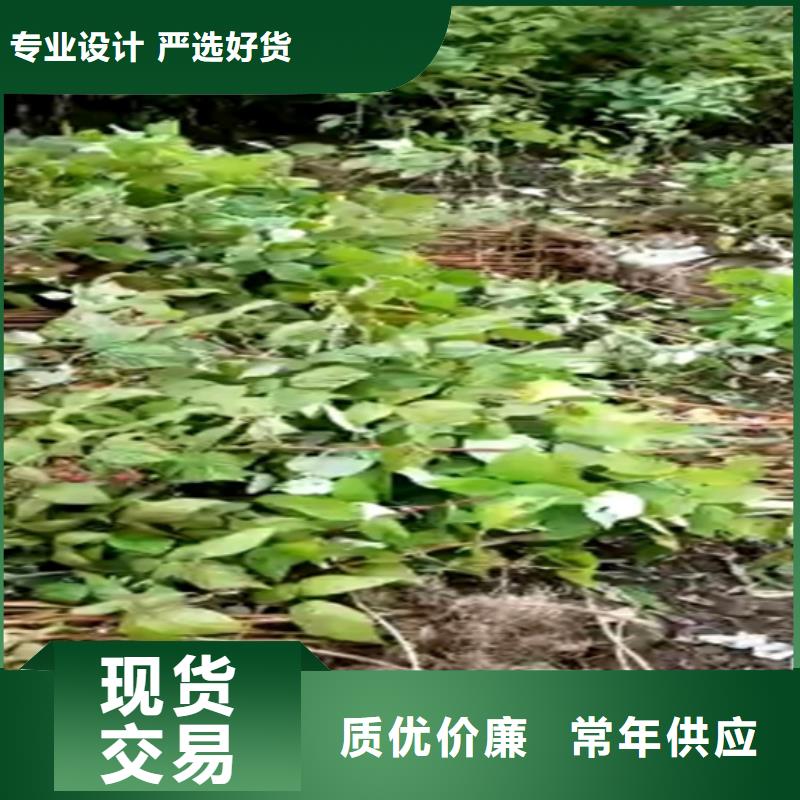 【树莓苹果苗海量库存】按需设计