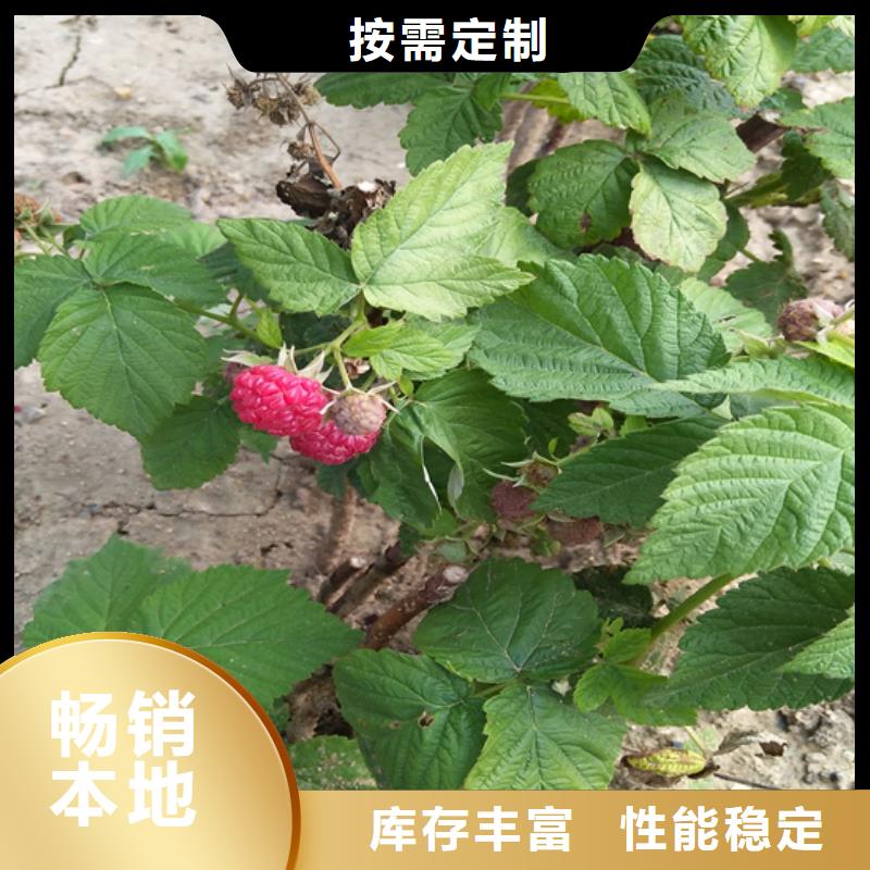 树莓,苹果苗无中间商厂家直销好货直销