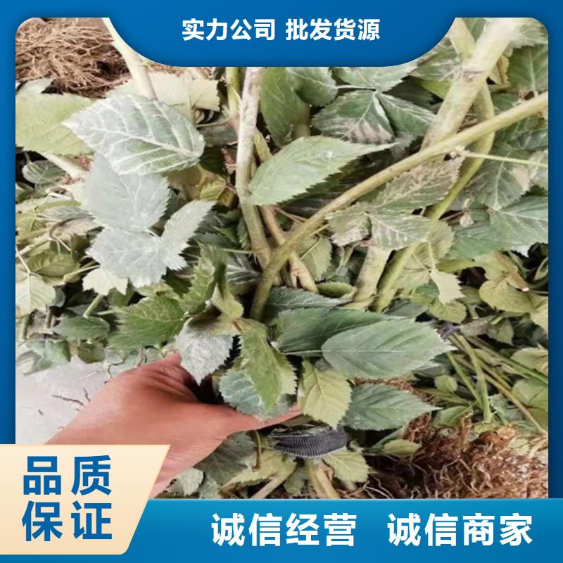 树莓樱桃苗用心经营适用范围广