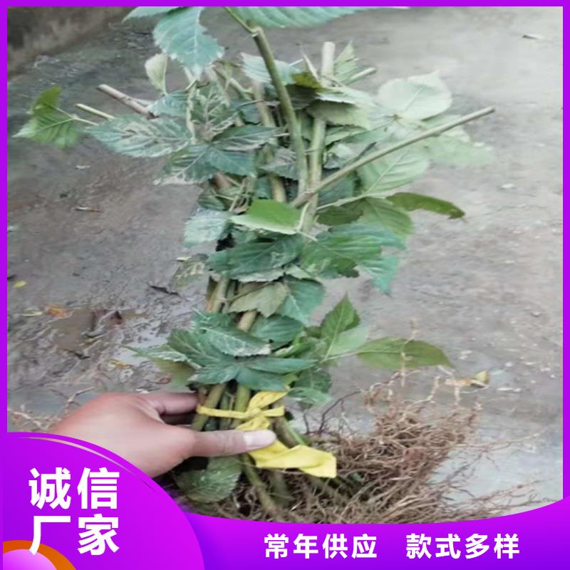 树莓,石榴树严格把控每一处细节批发价格