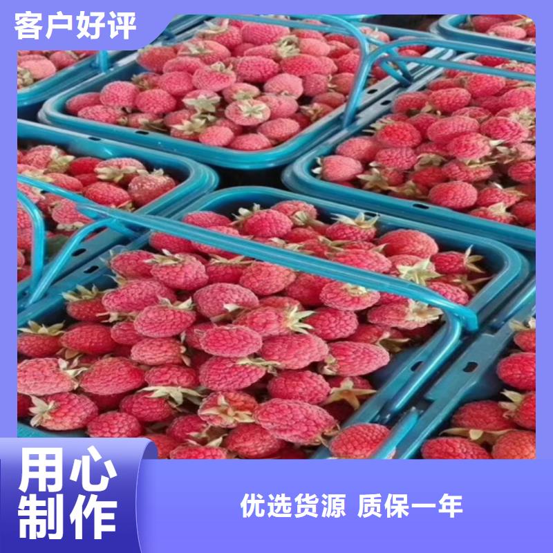 树莓【桃树苗】现货齐全售后无忧注重细节