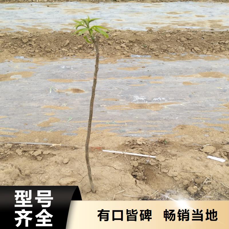 碧根果樱桃苗专注生产N年当地生产商