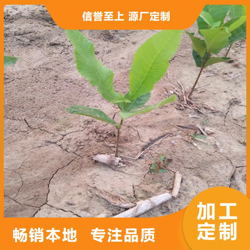 碧根果无花果苗适用场景懂您所需