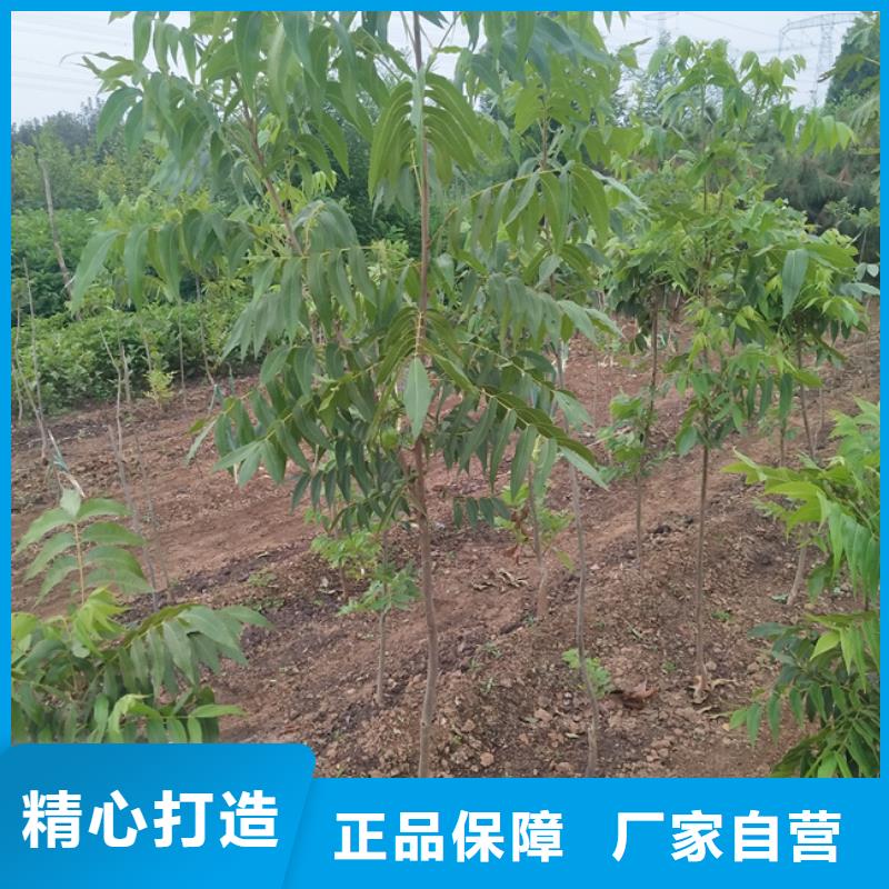 碧根果无花果苗多年经验值得信赖自主研发