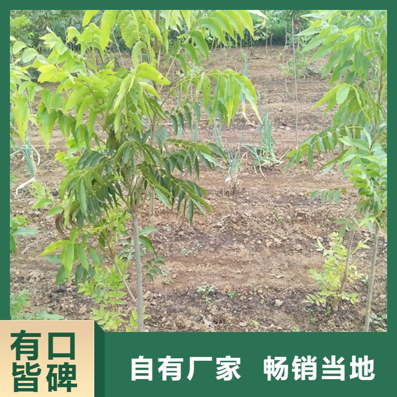 碧根果樱桃苗优选厂商附近生产商