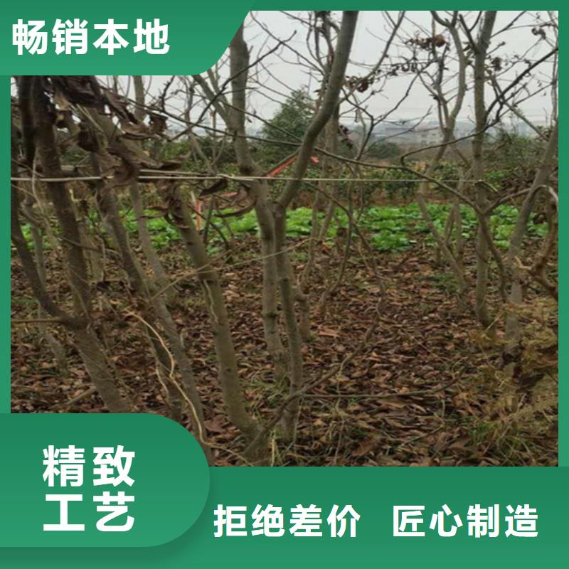 碧根果梨树苗出货及时本地经销商