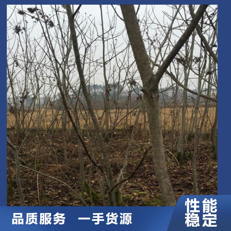 碧根果-苹果苗工程施工案例本地经销商