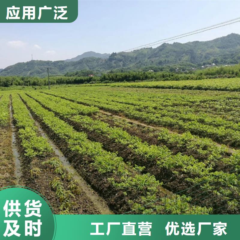 【碧根果蓝莓苗多种场景适用】同城生产厂家