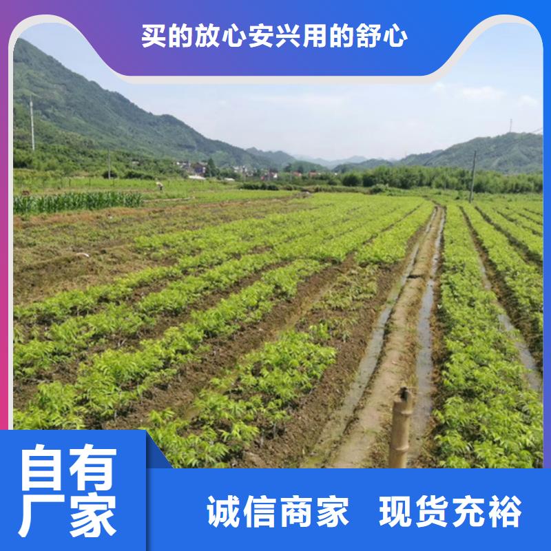 碧根果桃树苗价格合理当地经销商