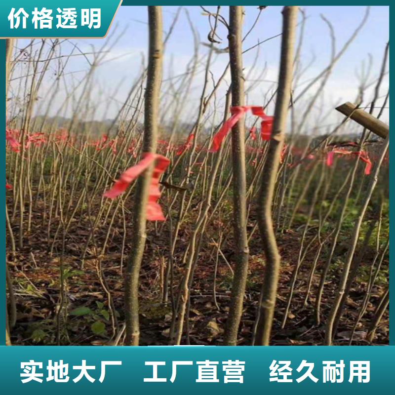 碧根果苹果苗出厂严格质检附近经销商