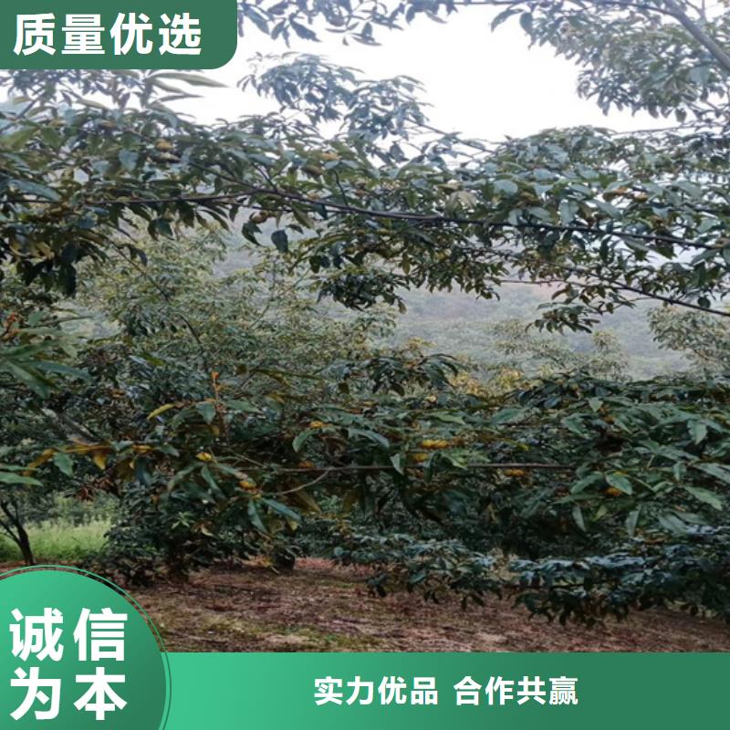 碧根果蓝莓苗用心做好细节同城品牌