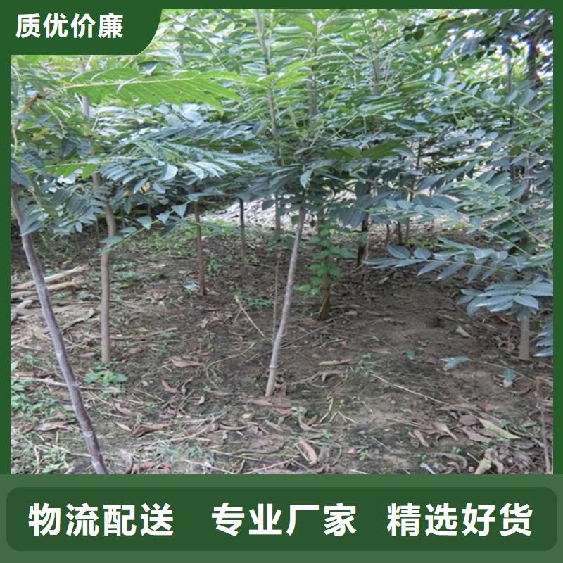 香椿-樱桃苗支持定制加工快速物流发货