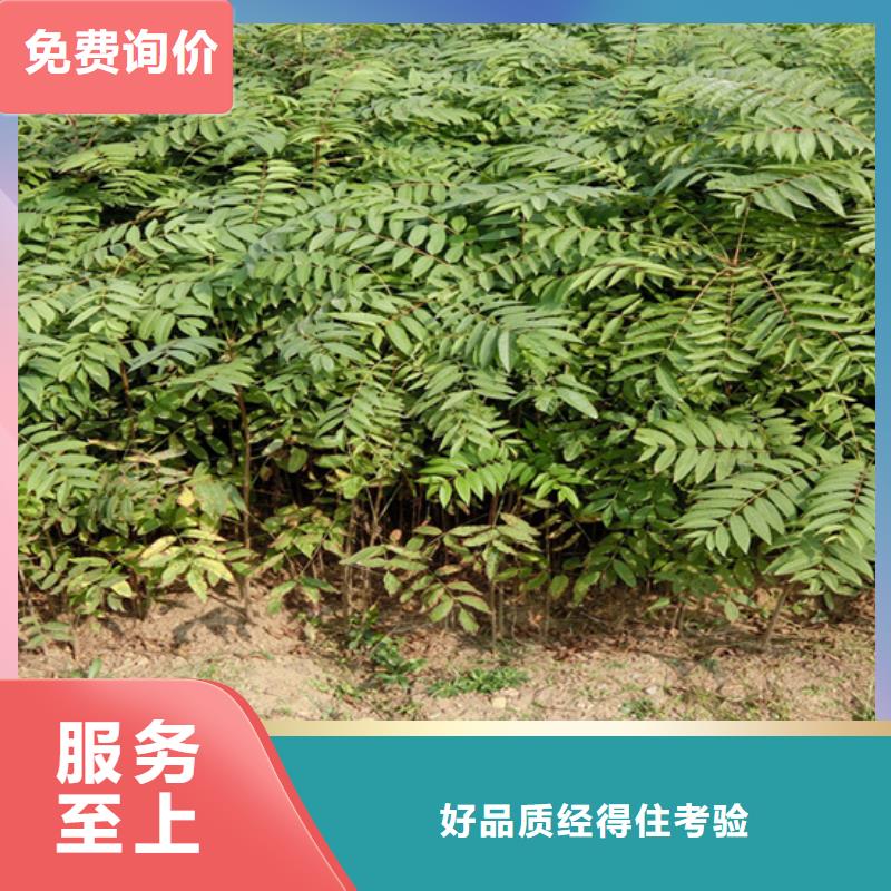 香椿草莓苗品质优选用心做品质