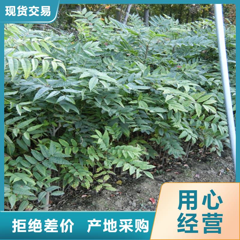 香椿奶油草莓交货准时价格实惠工厂直供