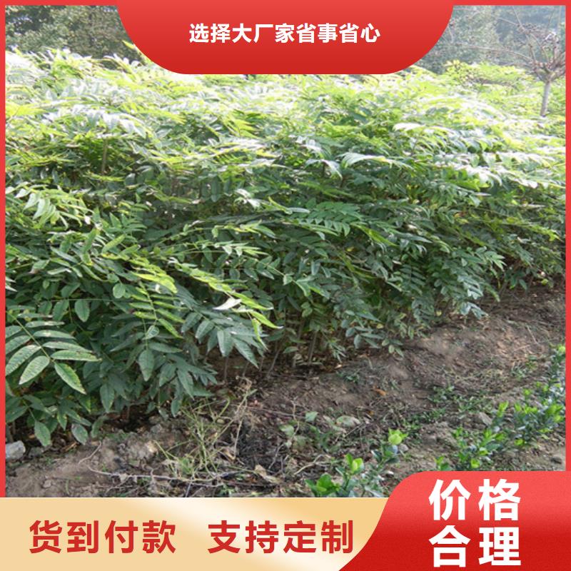 香椿,【石榴树】严格把控每一处细节多年厂家可靠